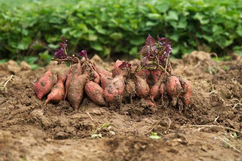 Soil For Sweet Potatoes