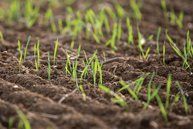 Soil - Wheat Take to Grow