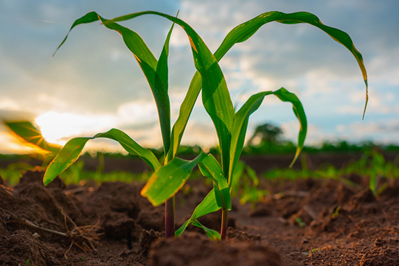 Sowing Maize Outside