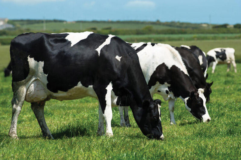 Start Dairy Farming in the Netherlands