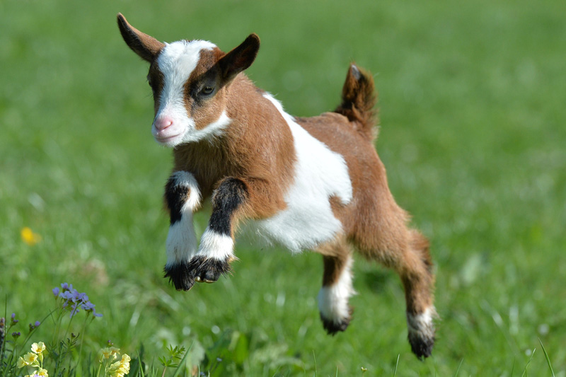 Start Goat Farming in South Africa