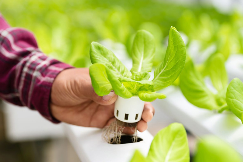 Start Hydroponic Farming in Switzerland