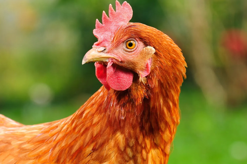 Start Poultry Farming from Scratch