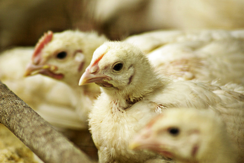 Start Poultry Farming in Kenya