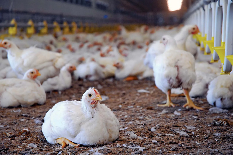 Start Poultry Farming in Switzerland
