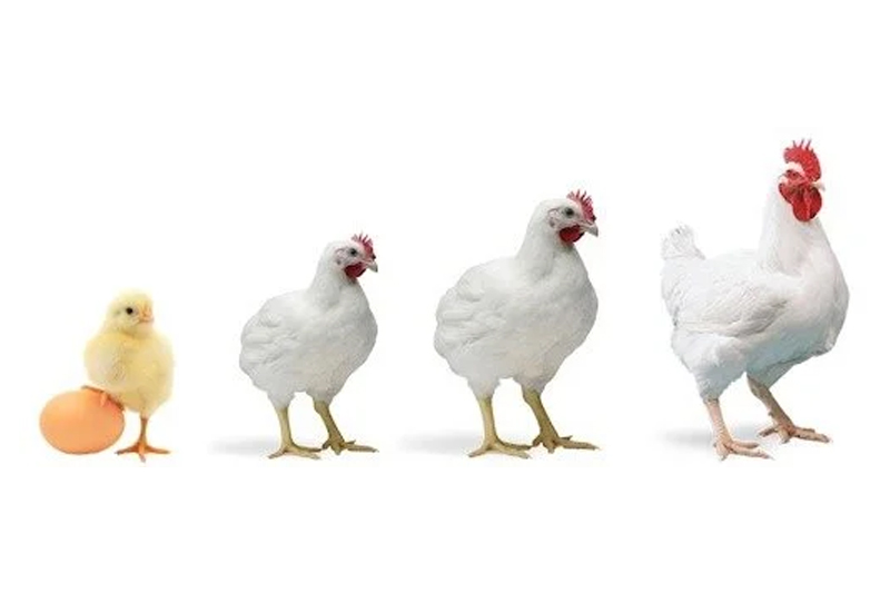 Start Poultry Farming in USA