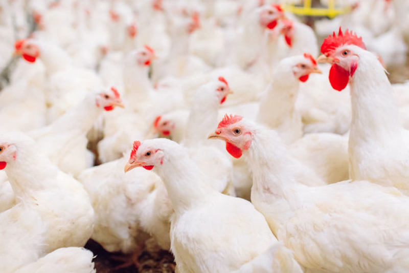 Start Poultry Farming in Uganda