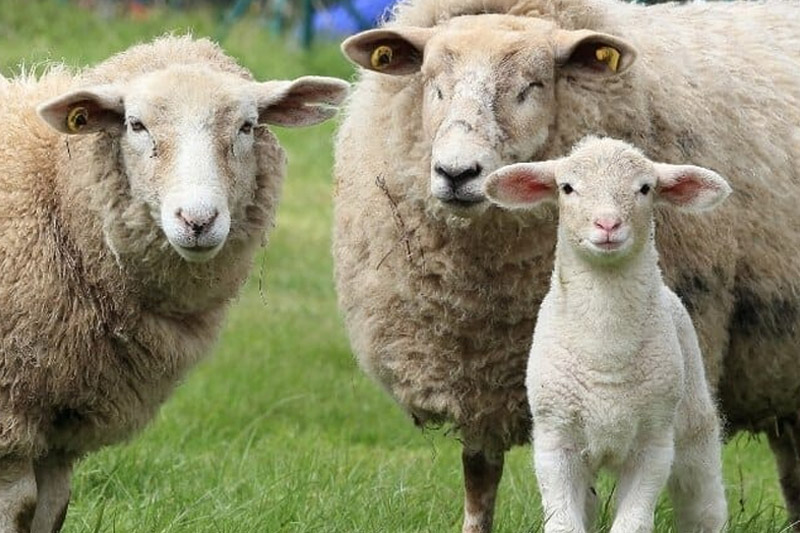 Start Sheep Farming in the Netherlands
