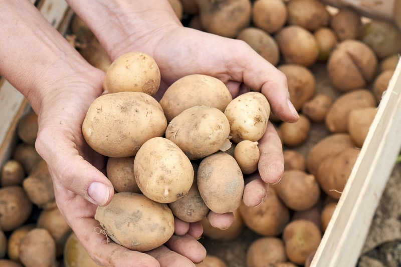 Storing Harvested Potatoes - to Grow Potatoes in a Container