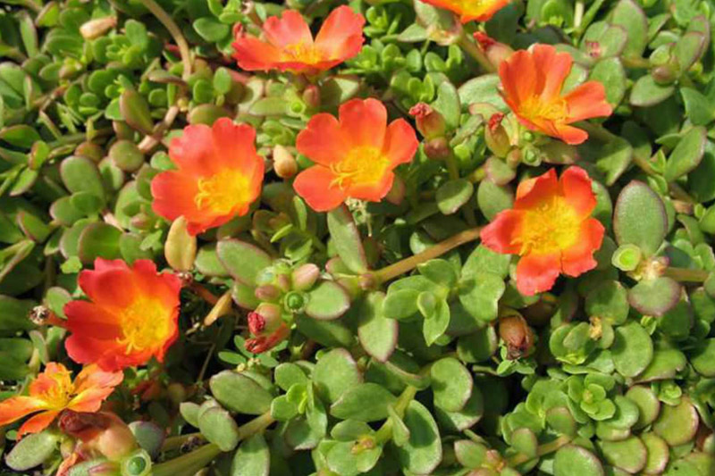 Succulent Plant With Small Orange Flower
