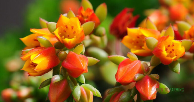 Succulent Plant With Small Orange Flowers