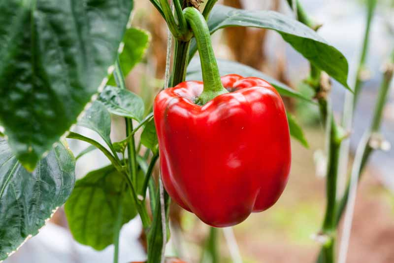 Take For Bell Peppers to Grow