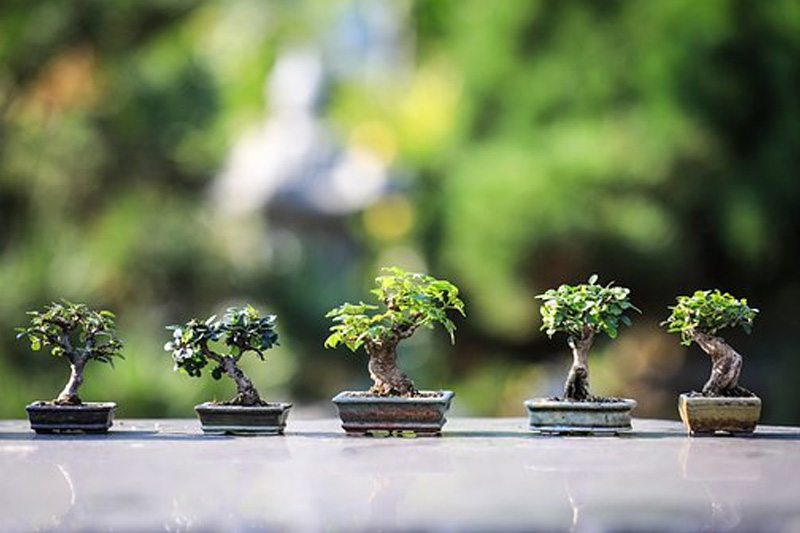 Take a Bonsai Tree to Grow