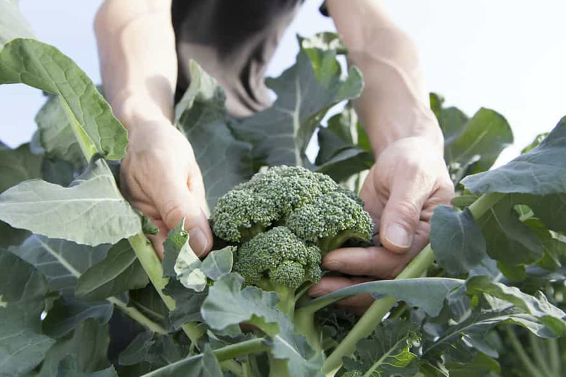 Take care of your broccoli - to Grow Broccoli from Stem