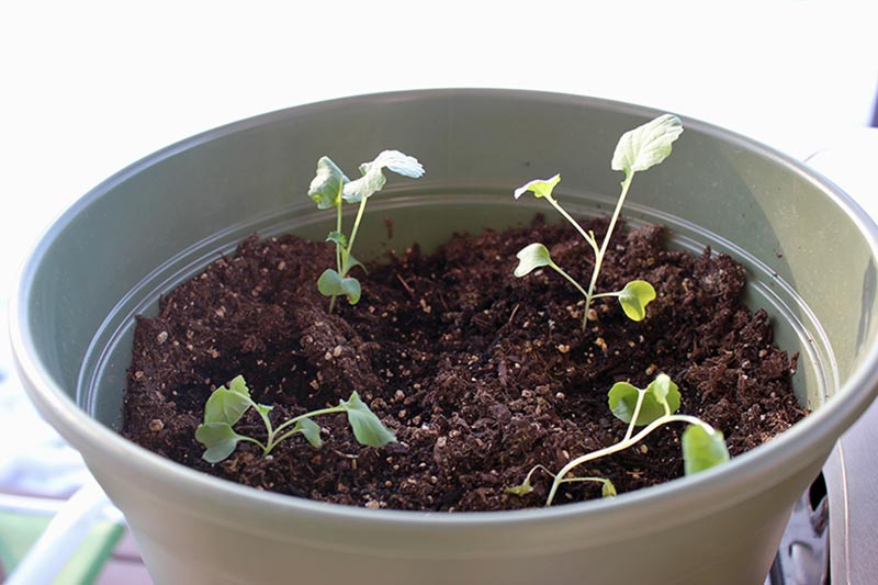 Transplant your broccoli sprouts