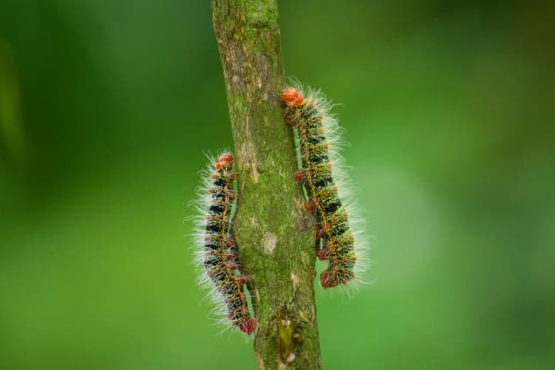 Troubleshooting bugs