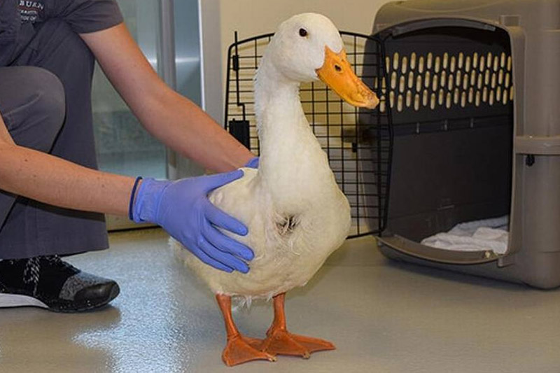 Veterinarian a Duck Cost