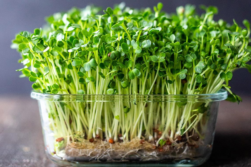 Watch for new roots or sprouts - to Grow Broccoli from Stem