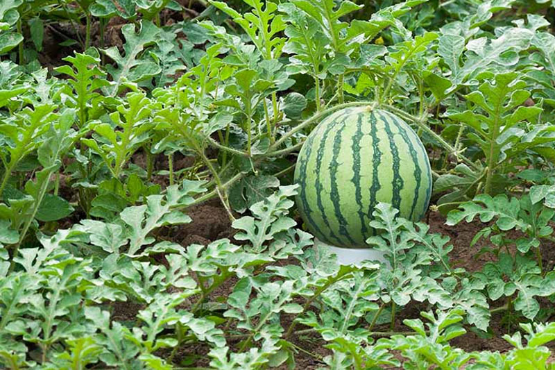 Watermelons Per Plant