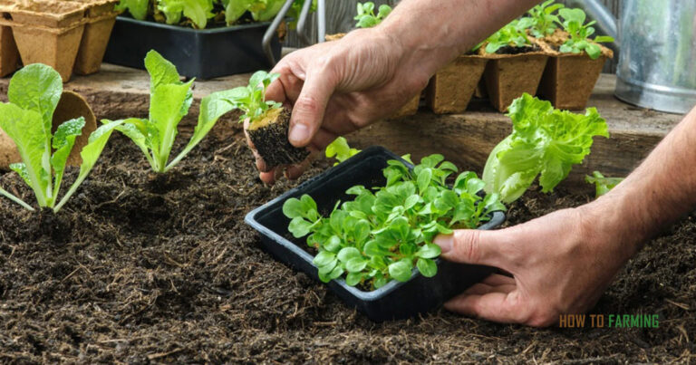 What Vegetables to Plant and When