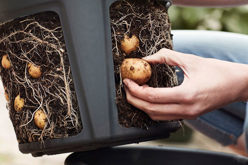 When to Plant Potatoes in Containers