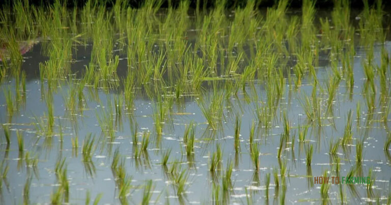 Why is Rice Grown in Water