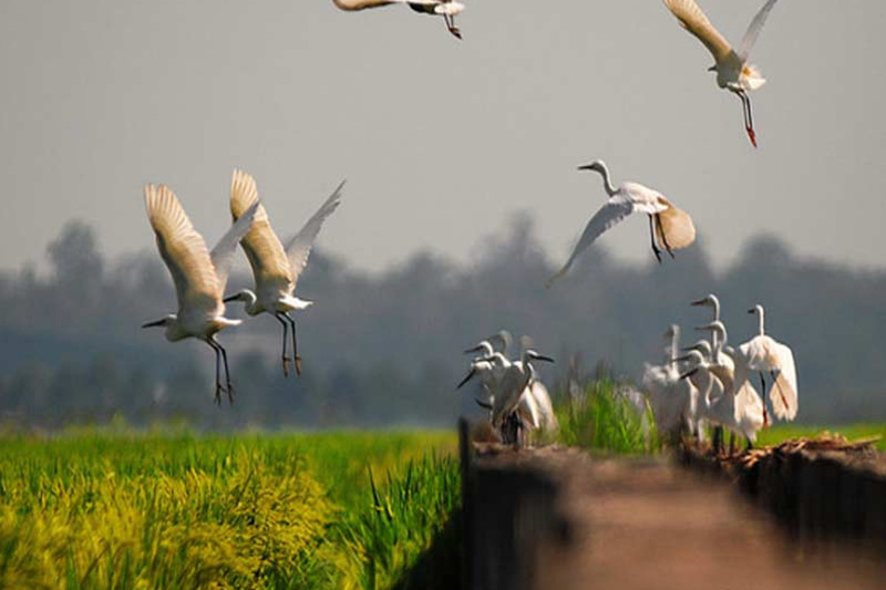 Wildlife Habitat