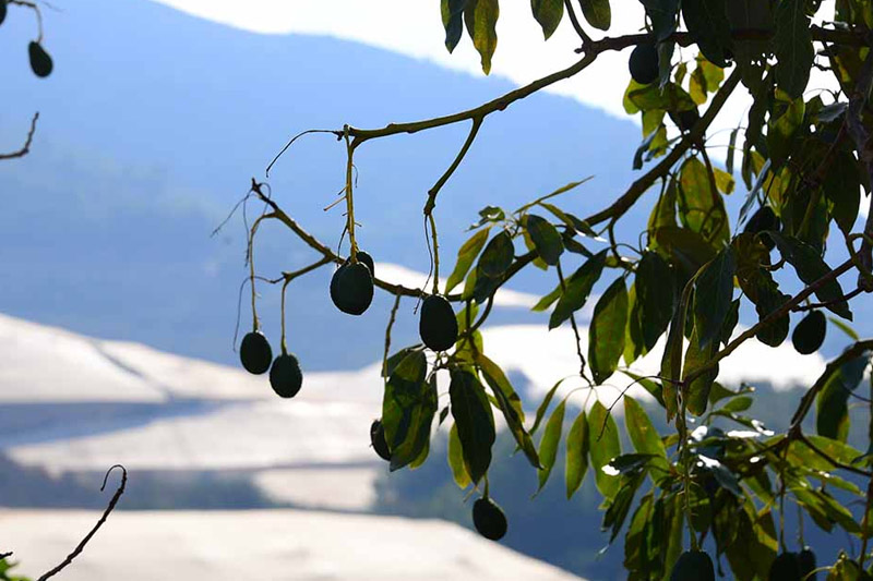 Wintering - to Grow Avocado from Seeds