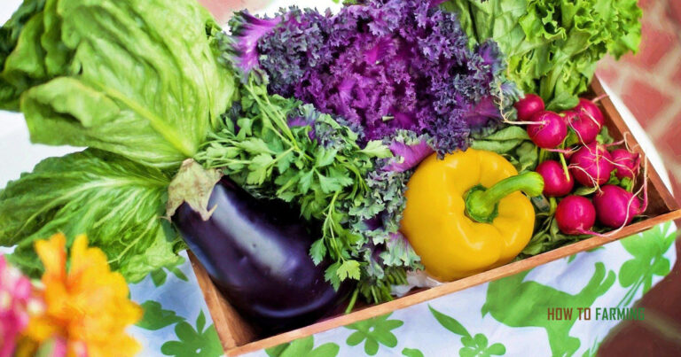 Best Vegetables to Grow in Maine