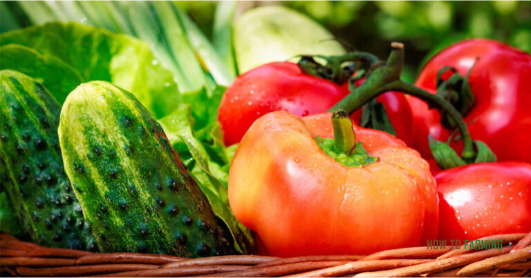 Best Vegetables to Grow in Missouri