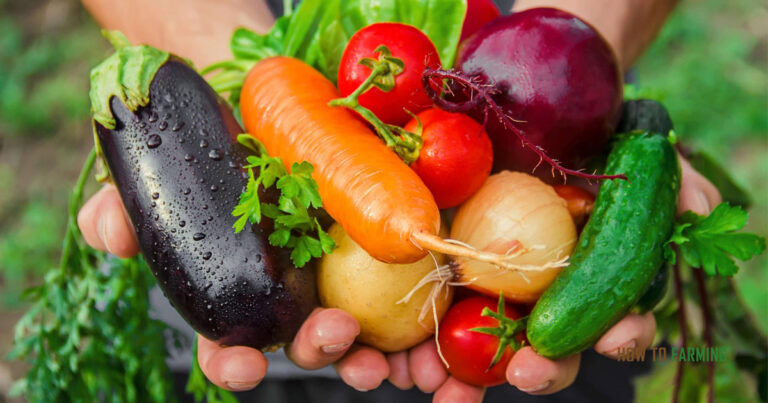 Best Vegetables to Grow on Apartment Balcony