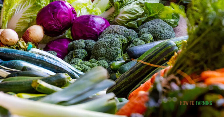 Best Vegetables to Grows in Nebraska