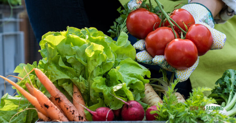 Easiest Vegetables to Grow in Wisconsin