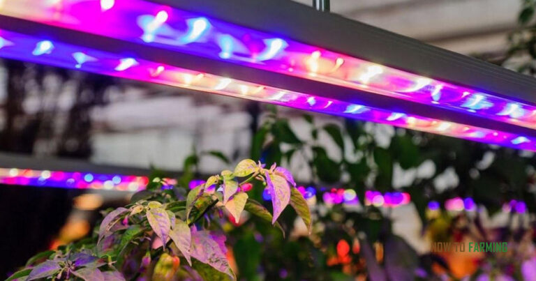 Grow Light Distance Chart Vegetables