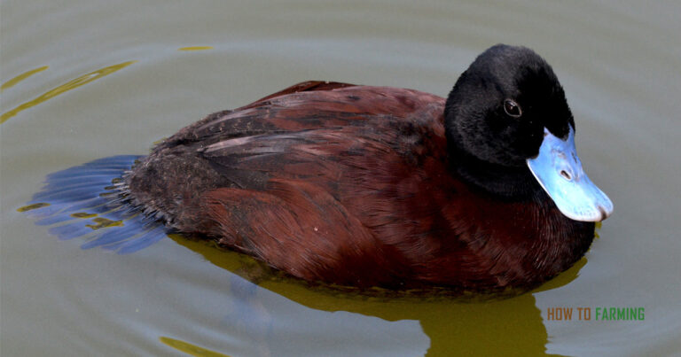 How Long Can Ducks Hold Their Breath