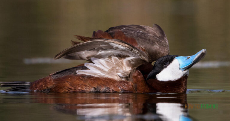 How Long Can a Duck Stay Underwater