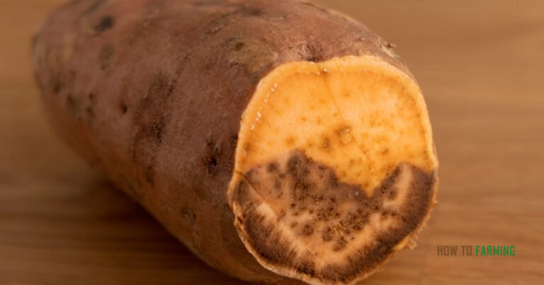 How do you know when a Sweet Potato is bad