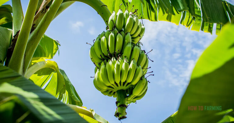 How to Grow Banana Tree Without Seed
