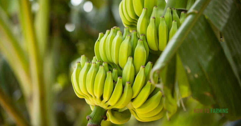 How to Grow a Banana Tree From a Banana