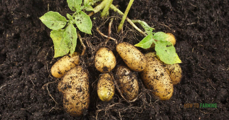 Vegetables that Grow Well in Rocky Soil