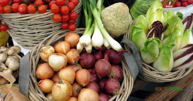 Vegetables to Grow in Illinois