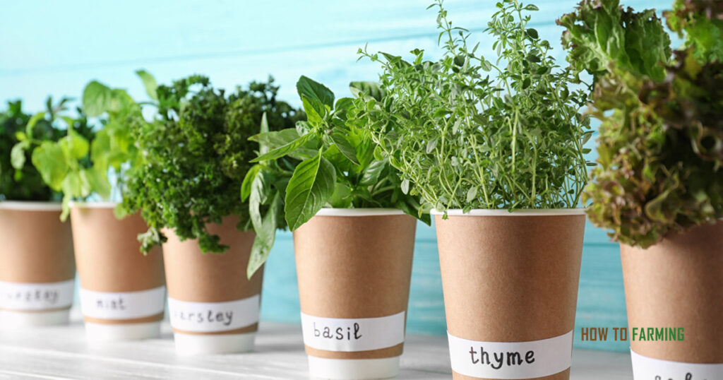 What Vegetables Can Grow in 6 Inches of Soil