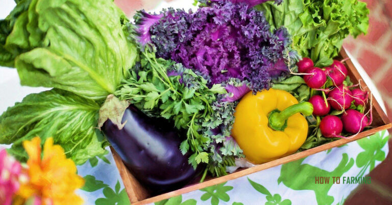 Winter Vegetables to Grow in Virginia